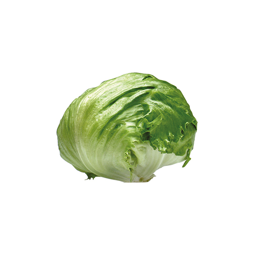 Hoved af sprød grøn iceberg salat på hvid baggrund