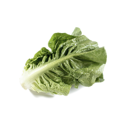 Et frisk romainesalatblad