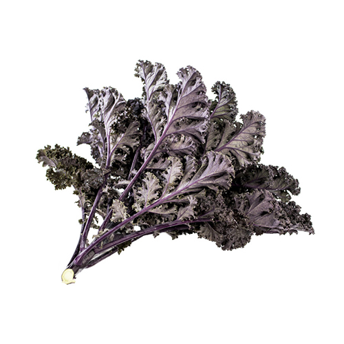 En buket rødlig grønkål med krøllede blade på hvid baggrund