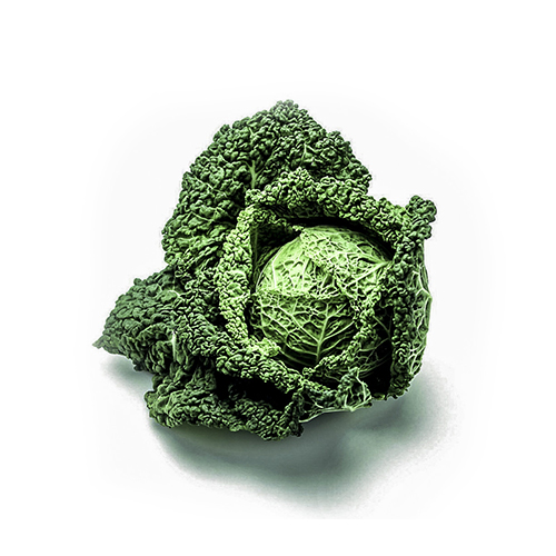 Nærbillede af frisk savoykål på hvid baggrund