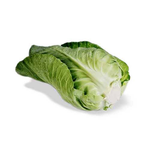 En hel, frisk romainesalat på hvid baggrund