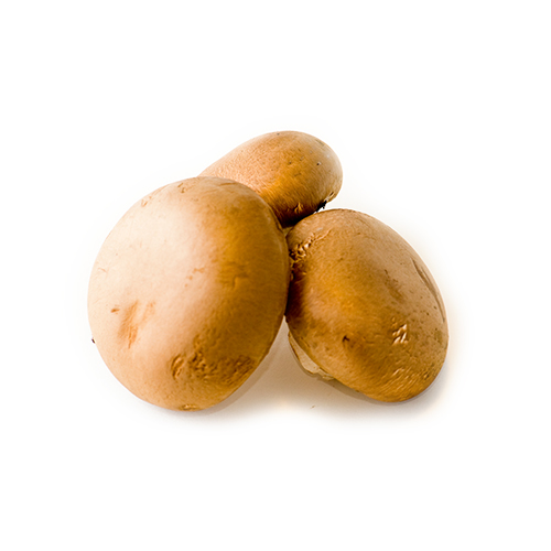 Tre friske brune champignon mod hvid baggrund