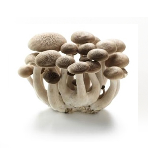 En gruppe brune svampe med lange stilke og runde hatte på hvid baggrund