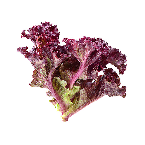 En gren af Lollo Rosso salat mod hvid baggrund