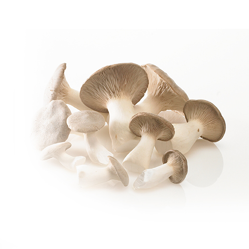 Billede af friske østershatte arrangeret på en hvid flade