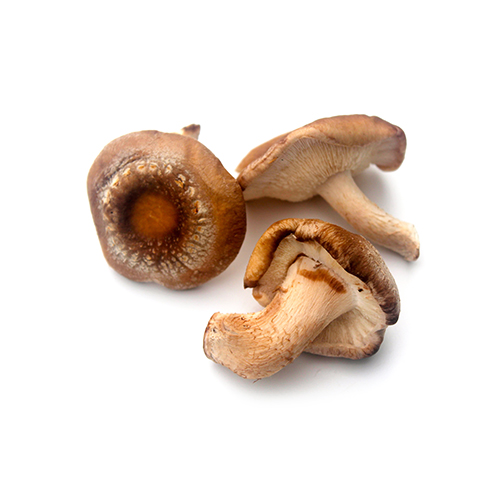 Tre brune shiitakesvampe på hvid baggrund